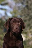 LABRADOR 941